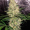 Critical Sensi Star (Delicious Seeds) Cannabis-Samen