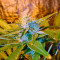 Chronic Haze (World of Seeds) Cannabis-Samen