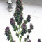 Frisian Duck (Dutch Passion) Cannabis-Samen