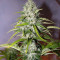 Grapefruit Auto (Fast Buds) Cannabis-Samen