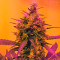 Green Poison Auto (Sweet Seeds) Cannabis-Samen