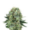 Bubble Kush (RQS) Cannabis-Samen