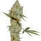 Chocolope regular (DNA Genetics) Cannabis-Samen