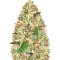 Delhi Cheese Auto (Vision Seeds) Cannabis-Samen