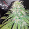 Bubba Kush (GHS) Cannabis-Samen