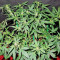 GG#4 Original Glue Auto feminisierte Samen (Fast Buds)