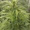 Girl Scout Cookies Auto (Fast Buds) Cannabis-Samen