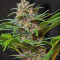 Sweet Special F1 Fast version (Sweet Seeds) Cannabis-Samen