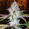 Auto AK (Female Seeds) Cannabis-Samen