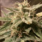 Auto Bubble (Female Seeds) Cannabis-Samen