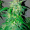 Bubba Kush Autoflowering (Dinafem Seeds) Cannabis-Samen
