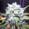 Green Crack Auto (Fast Buds) Cannabis-Samen