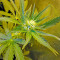 Industrial Plant (Dinafem Seeds) Cannabis-Samen