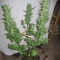 Sweet Mango Auto (GHS) Cannabis-Samen