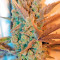 Deep Cheese (Dinafem Seeds) Cannabis-Samen