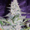 El Niño (GHS) Cannabis-Samen