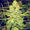 Royal Gorilla (RQS) Cannabis-Samen