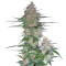 60 Day Wonder Autoflower (DNA Genetics) Cannabis-Samen