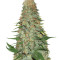Mango Chutney (Dr. Krippling Seeds) Cannabis-Samen