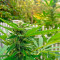 AK-48 Regular (Nirvana Seeds) Cannabis-Samen