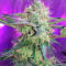 Fresh Candy (Pyramid Seeds) Cannabis-Samen