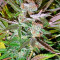 Ice (Nirvana Seeds) Cannabis-Samen