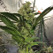 Russian Doll (Kannabia Seeds) Cannabis-Samen