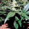 Pakistan Ryder Auto (World of Seeds) Cannabis-Samen