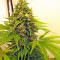 Point of No Return regular (Mandala Seeds) Cannabis-Samen