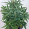 Roadrunner Autoflowering (Dinafem Seeds) Cannabis-Samen