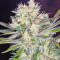 S.A.D. Sweet Afgani Delicious F1 Fast Version (Sweet Seeds) Cannabis-Samen