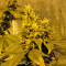 K-Train (GHS) Cannabis-Samen
