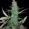 Maxi Haze Auto (Grass-O-Matic) Cannabis-Samen