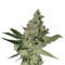 Acid (Paradise Seeds) Cannabis-Samen