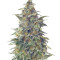 Vision Jack Auto (Vision Seeds) Cannabis-Samen