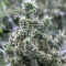 Cannatonic (Resin Seeds) Cannabis-Samen