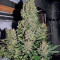 Chronic regular (Serious Seeds) Cannabis-Samen