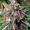 Fruit Punch Auto feminisiertes Saatgut (Heavyweight Seeds)