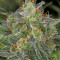 Serious Kush (Serious Seeds) Cannabis-Samen