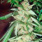 Wild Thailand Ryder Auto (World of Seeds) Cannabis-Samen