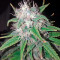 Wonder Woman (Nirvana Seeds) Cannabis-Samen