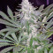 El Niño (GHS) Cannabis-Samen