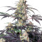Passion Fruit (Dutch Passion) Cannabis-Samen