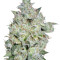 Afghan Kush Special (World of Seeds) Cannabis-Samen