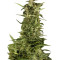 PolarLight #2 Auto (Dutch Passion) Cannabis-Samen