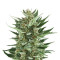 Royal Cheese Automatic (RQS) Cannabis-Samen