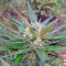 Sweet Cheese Auto (Sweet Seeds) Cannabis-Samen