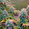 Auto Night Queen (Dutch Passion) Cannabis-Samen