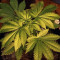 White Widow Auto (GHS) Cannabis-Samen