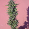 Y Griega (Medical Seeds) Cannabis-Samen